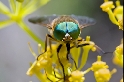 Macro